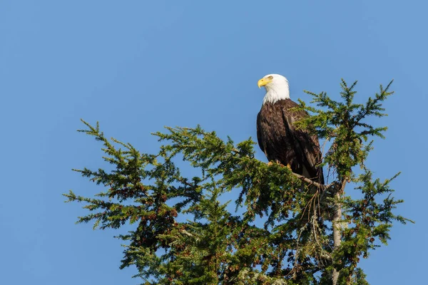 Weißkopfseeadler — Stockfoto