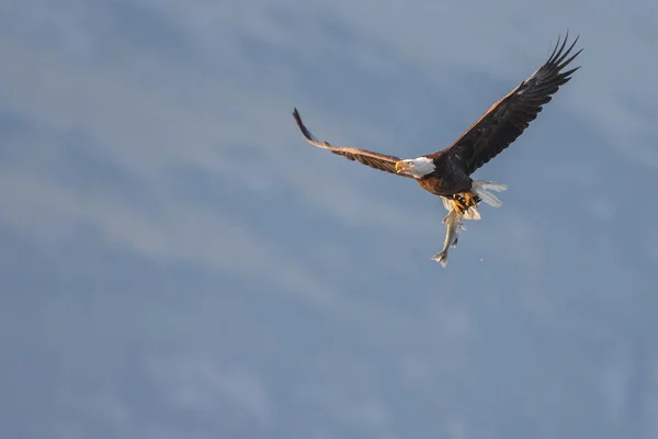 Weißkopfseeadler im Flug — Stockfoto