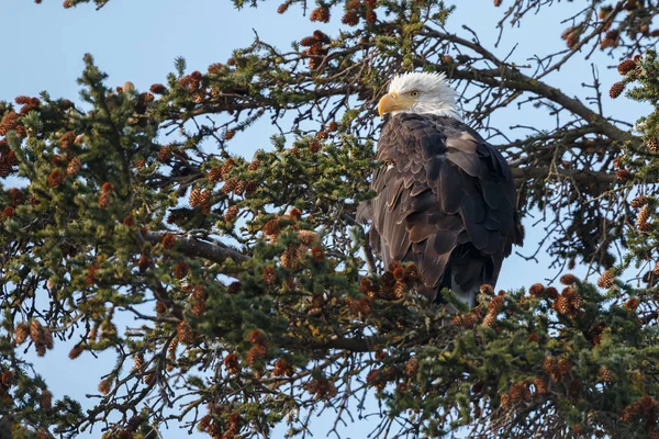 Weißkopfseeadler — Stockfoto