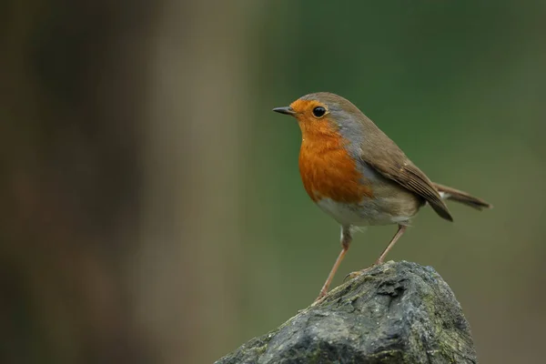 Söt Robin fågel på naturen — Stockfoto