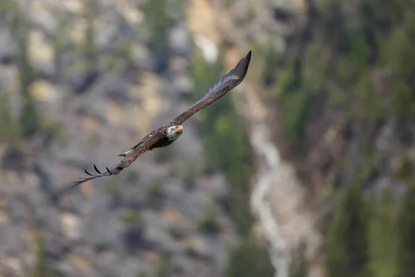 Bald Eagle ใน เที่ยวบิน — ภาพถ่ายสต็อก