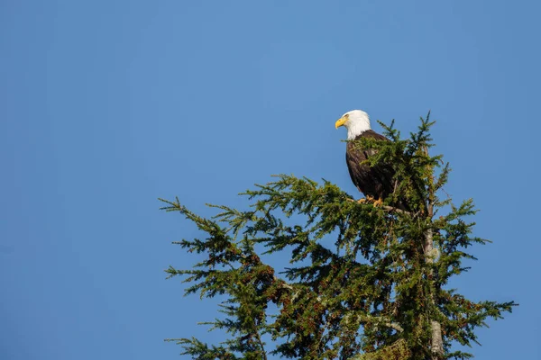 Bald eagle bird — Stock Photo, Image