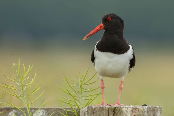 Eurasiska Oyster-catcher — Stockfoto