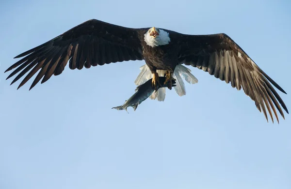 Weißkopfseeadler im Flug mit tollem Fang — Stockfoto