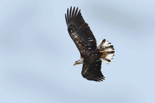 Kel kartal uçuyor — Stok fotoğraf