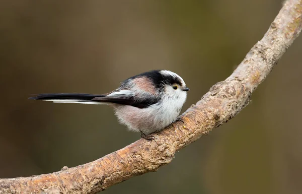 Cauda longa Tit empoleirado em um galho — Fotografia de Stock