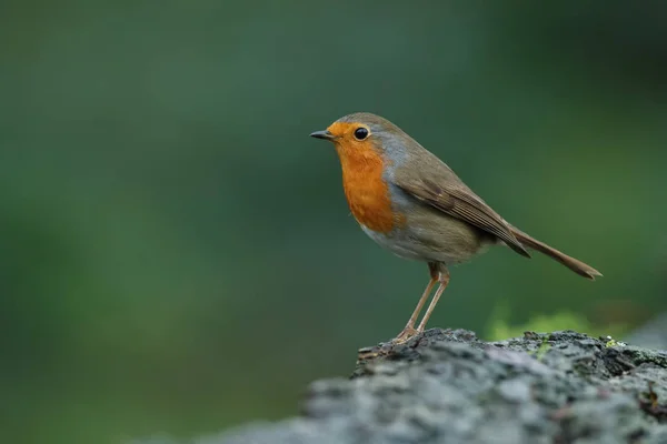 Ładny ptak Robin na charakter — Zdjęcie stockowe