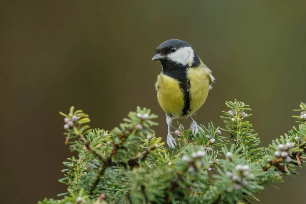 Gran pájaro teta — Foto de Stock