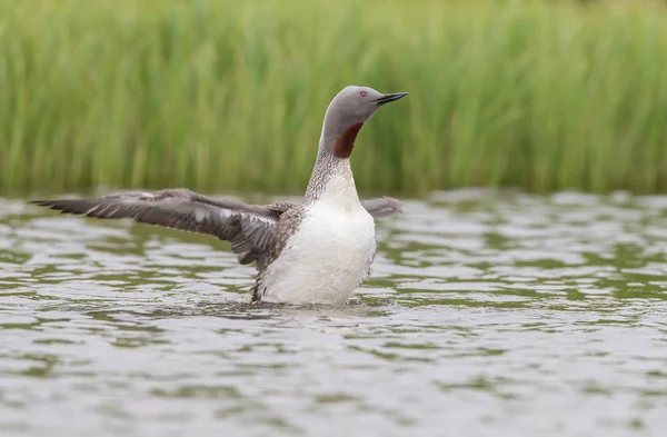 Red-throated loon — Stock Photo, Image