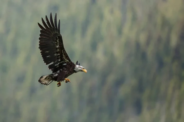 Aquila calva in volo — Foto Stock