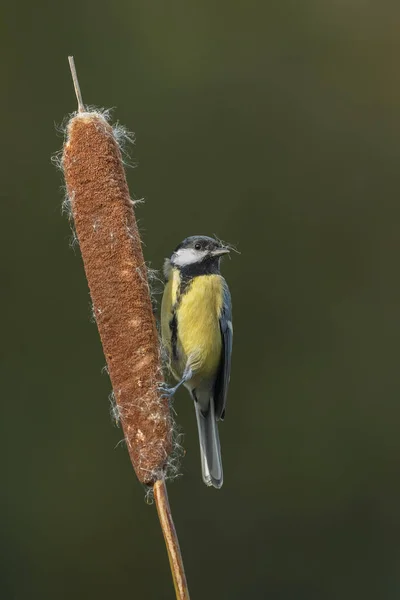 Great tit bird — Stock Photo, Image