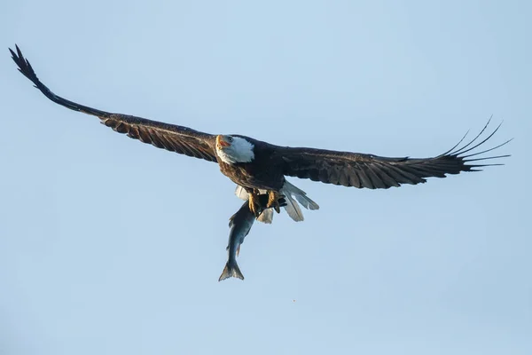 Pygargue à tête blanche en vol avec une belle prise — Photo