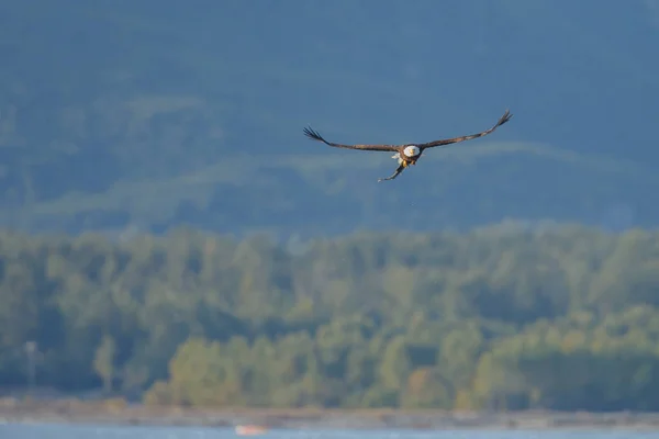 Bald eagle in flight — Stock Photo, Image