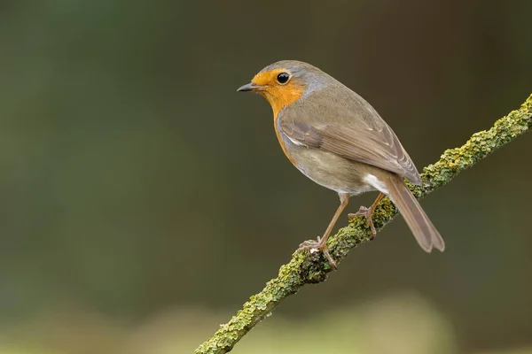 Robin des Bois sur une brindille — Photo