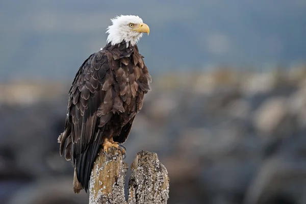 Águia careca americana — Fotografia de Stock