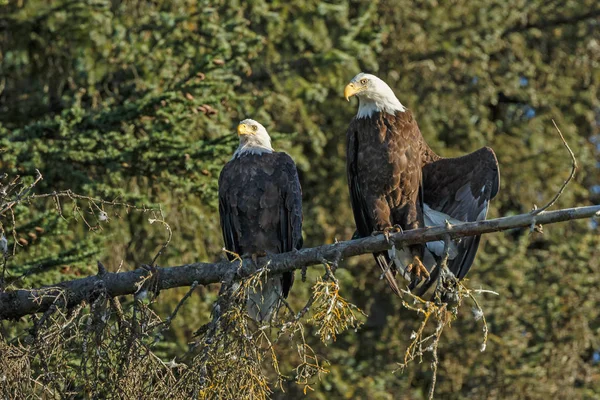 Aves calvas águila — Foto de Stock