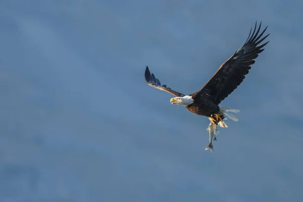 Weißkopfseeadler im Flug — Stockfoto