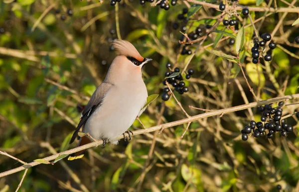 Boheemse Pestvogels zat op een takje — Stockfoto
