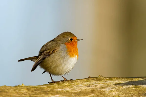 Roztomilý ptáček Robin, na přírodě — Stock fotografie