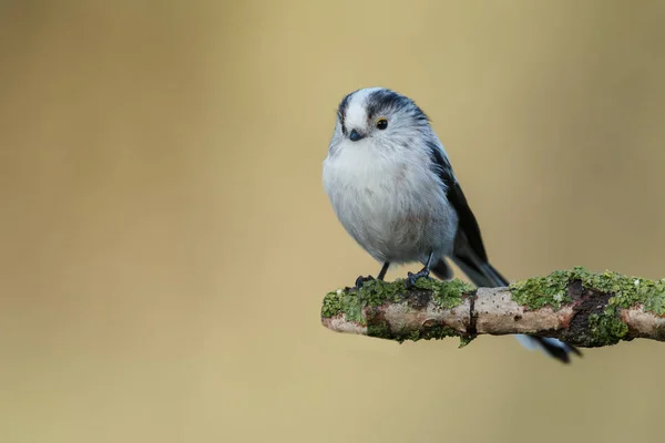 Tetta dalla coda lunga appollaiata su un ramoscello — Foto Stock