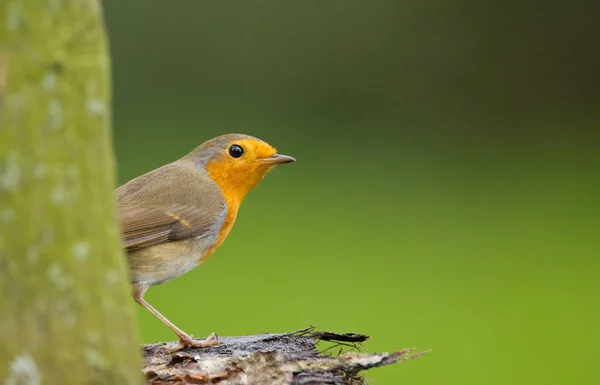 Niedlicher Rotkehlchen-Vogel in der Natur — Stockfoto