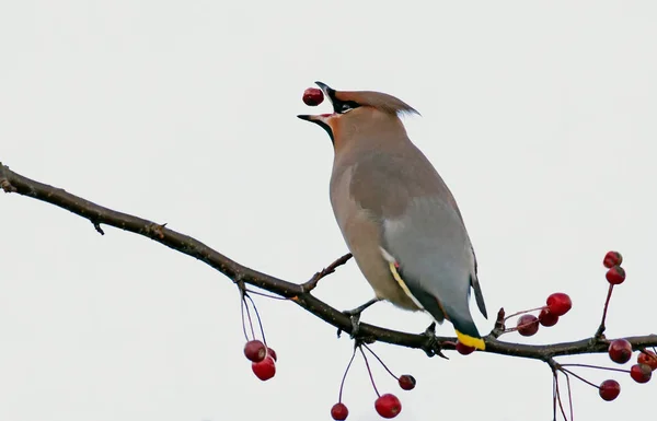 Bohemian Waxwing сидел на веточке — стоковое фото