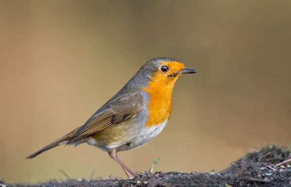 Roztomilý ptáček Robin, na přírodě — Stock fotografie