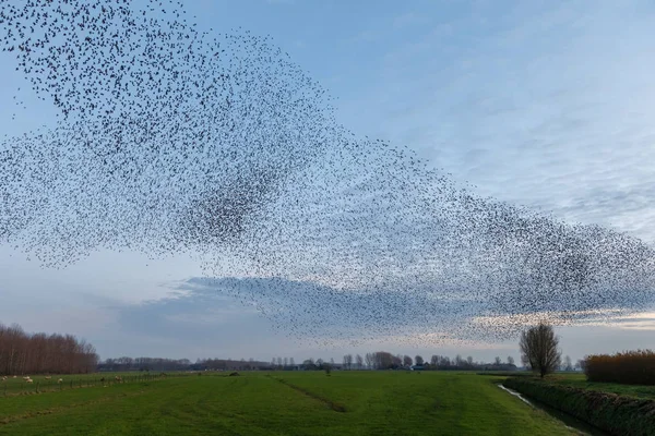 On Murmurations szpaków na zachód słońca — Zdjęcie stockowe