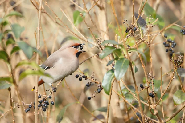 Bohemian waxwing perched on a twig — Stock Photo, Image