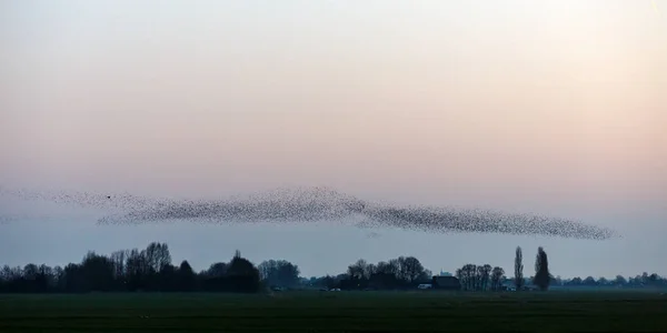 Han Murmurations av starar på sunset — Stockfoto