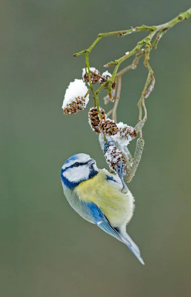 Grande mésange européenne — Photo