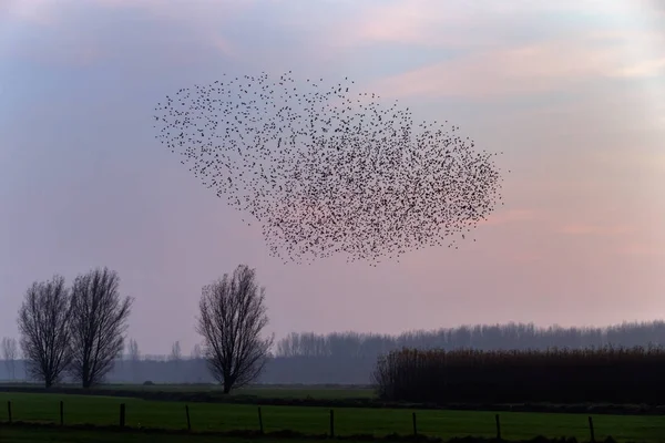 o Murmurations Starlings günbatımı üzerinde 