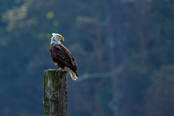 Amerikanska skallig örn — Stockfoto