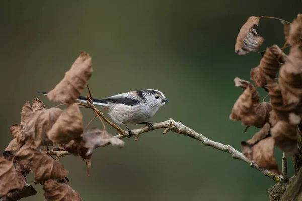 Cauda longa Tit empoleirado em um galho — Fotografia de Stock