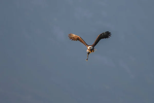 Лысый орлан в полете — стоковое фото