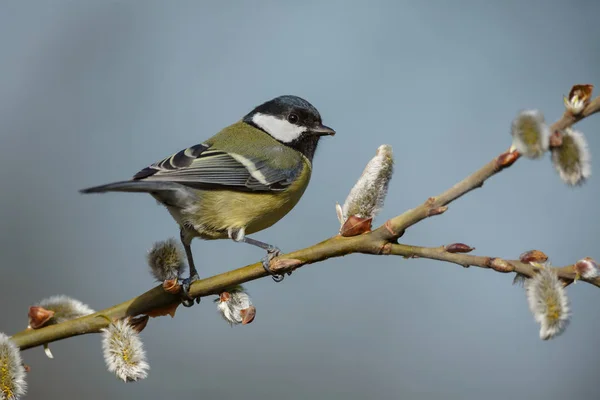 Great tit bird — Stock Photo, Image