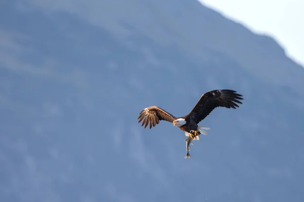 Weißkopfseeadler im Flug — Stockfoto