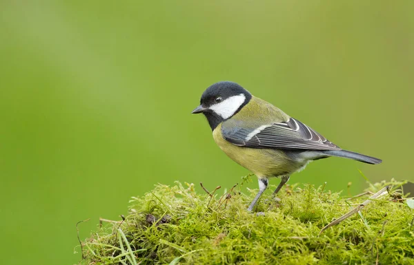 Grande pássaro tit — Fotografia de Stock