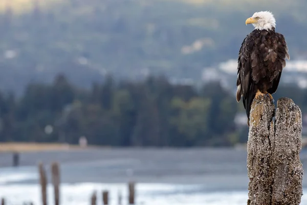 นกอินทรีหัวล้านอเมริกัน — ภาพถ่ายสต็อก
