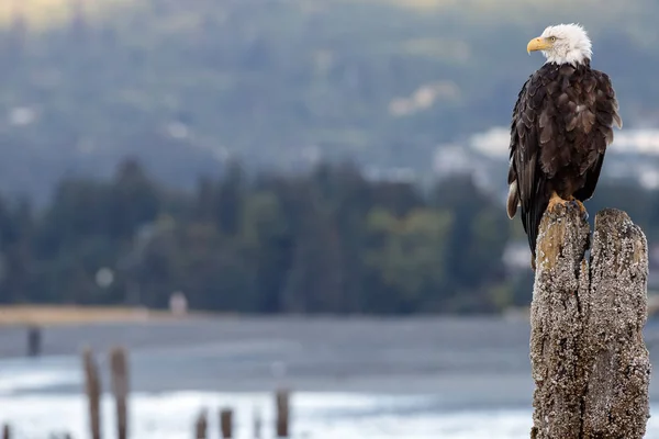 Amerikanischer Weißkopfseeadler — Stockfoto