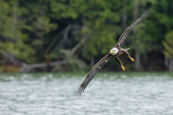 Flintörn under flygning — Stockfoto