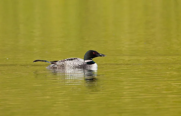 Pato de cauda longa nadando em uma lagoa — Fotografia de Stock