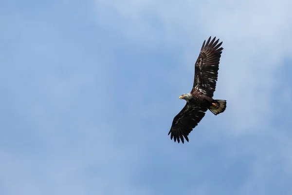 Kale adelaar tijdens de vlucht — Stockfoto