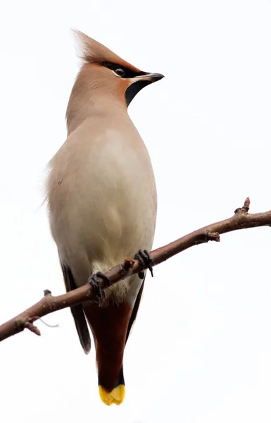 Bohemian Waxwing сидел на веточке — стоковое фото