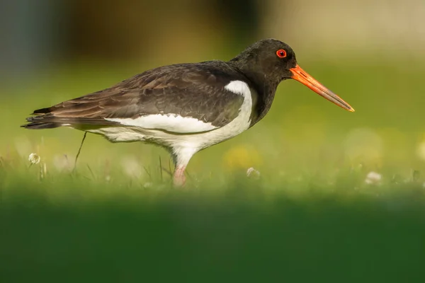 Eurasiska Oyster-catcher — Stockfoto