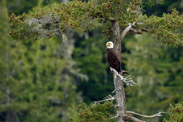 Weißkopfseeadler — Stockfoto