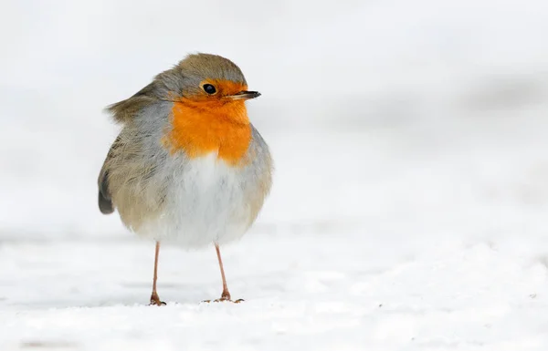 Lindo Robin pájaro en la naturaleza — Foto de Stock