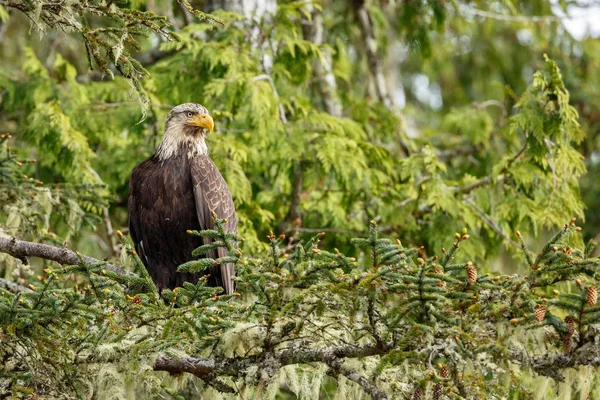 Білоголовий орлан птах — стокове фото