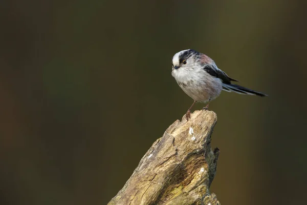 Grande pássaro tit — Fotografia de Stock