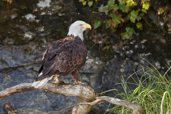 Bald eagle bird — Stock Photo, Image